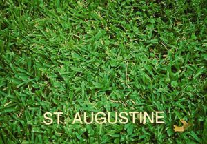 staugustine